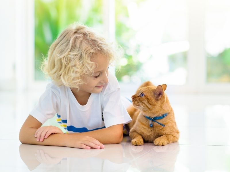 Casas com laje perigo para crianças e pets
